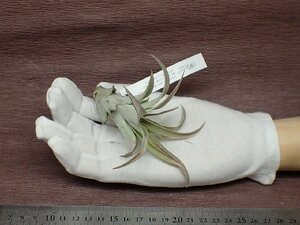 Tillandsia capitata 'Peach' チランジア・カピタータ ピーチ★エアプランツEP★第四種送料別途★税別1円～!!