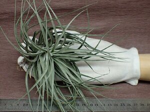 Tillandsia 'Houston' チランジア ヒューストン★エアプランツKK★第四種送料別途★税別1円～!!