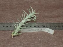 Tillandsia stellifera チランジア・ステリフェラ●エアプランツEP★第四種送料別途★税別1円～!!_画像2