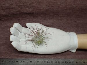 Tillandsia ionantha Guatemala AKA チランジア・イオナンタ グアテマラ■エアプランツDF★第四種送料別途★税別1円～!!