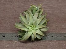 Tillandsia ionantha v.vanhyningii チランジア・イオナンタ バンハイニンギー★エアプランツKK★第四種送料別途★税別1円～!!_画像3