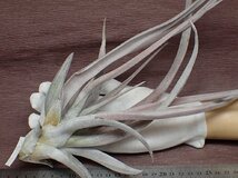 Tillandsia chiapensis Giant form multi bract チアペンシス ジャイアントフォーム★エアプランツDF★第四種送料別途★税別1円～!!_画像1