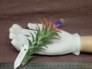 Tillandsia ionantha v.vanhyningii special form イオナンタ バンハイニンギー★エアプランツKK★第四種送料別途★税別1円～!!