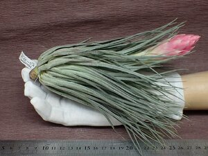 Tillandsia 'Houston' チランジア ヒューストン★エアプランツKK★第四種送料別途★税別1円～!!