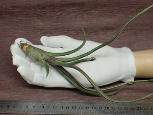 Tillandsia baileyi チランジア・ベイレイ★エアプランツDP★第四種送料別途★税別1円～!!