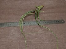 Tillandsia baileyi チランジア・ベイレイ★エアプランツDP★第四種送料別途★税別1円～!!_画像3