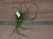 Tillandsia bulbosa チランジア・ブルボーサ●エアプランツKK★第四種送料別途★税別1円～!!_画像3