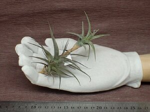 Tillandsia latifolia vivipara Type3 チランジア・ラティフォリア ヴィヴィパラ タイプ3●エアプランツDF★第四種送料別途★税別1円～!!