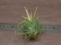 Tillandsia ionantha 'Albino'？ チランジア・イオナンタ アルビノ●エアプランツTI★第四種送料別途★税別1円～!!_画像2