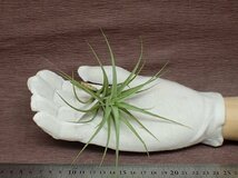 Tillandsia bergeri チランジア・ベルゲリ★エアプランツCO★第四種送料別途★税別1円～!!_画像1