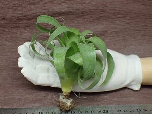 Tillandsia 'Samantha' チランジア サマンサ★エアプランツEP★第四種送料別途★税別1円～!!