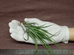 Tillandsia stricta 'Black Tip' チランジア・ストリクタ ブラックチップ★エアプランツTI★第四種送料別途★税別1円～!!