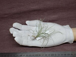 Tillandsia mallemontii チランジア・マレモンティ■エアプランツDP★第四種送料別途★税別1円～!!