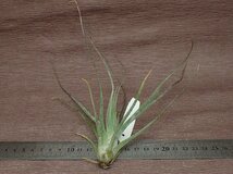 Tillandsia 'Bahia' x T.bulbosa 'Belize' ■エアプランツYC★第四種送料別途★税別1円～!!_画像2