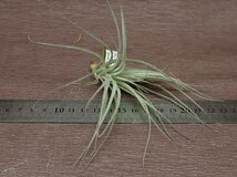 Tillandsia 'Cotton Candy' チランジア コットンキャンディ●エアプランツCO★第四種送料別途★税別1円～!!_画像3