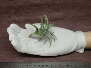 Tillandsia edithae チランジア・エディシアエ●エアプランツDP★第四種送料別途★税別1円～!!