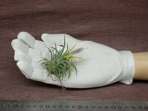 Tillandsia ionantha 'Albino'？ チランジア・イオナンタ アルビノ●エアプランツTI★第四種送料別途★税別1円～!!