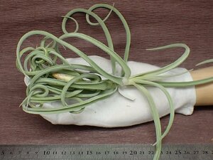 Tillandsia duratii Thick Leaf Giant clone ドゥラティ シックリーフジャイアントクローン★エアプランツDF★第四種送料別途★税別1円～!!