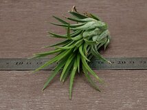 Tillandsia ionantha 'Giant' チランジア・イオナンタ ジャイアント★エアプランツTI★第四種送料別途★税別1円～!!_画像3