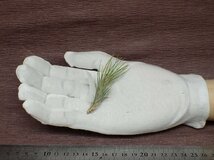 Tillandsia funckiana Type 2 チランジア・フンキアナ タイプ2■エアプランツDF★第四種送料別途★税別1円～!!_画像1