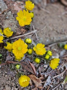 福寿草　5芽　山野草!