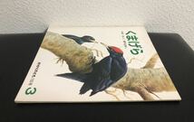 ◆当時物・希少本◆「くまげら」かがくのとも 折り込み付録付き　 有澤浩　薮内正幸　福音館　1980年　レトロ絵本_画像5