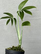 【vandaka】philodendron elegans フィロデンドロン エレガンス アロイド_画像5