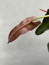 【vandaka】Philodendron atabapoense 'Santa Leopoldiana' フィロデンドロン アタバポエンセ ' サンタレオポルディアナ' アロイド_画像3