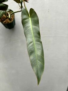 【vandaka】Philodendron atabapoense 'Santa Leopoldiana' フィロデンドロン アタバポエンセ ' サンタレオポルディアナ' アロイド