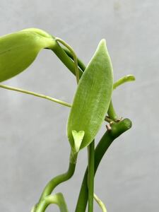 【vandaka】Vanilla pompona ssp. 'Grandiflora' バニラ ポンポナssp. 'グランディフローラ' ペルー便 バニララン