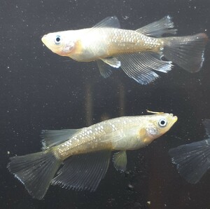 [甲斐メダカ]　極上ホワイトダイヤリアルロングフィン×エメキン　F1　若魚2ペア　#フロマージュ#ミッドナイトフリル　a