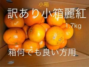 訳あり　麗紅 S 1.7kg 小箱　有田みかん　和歌山県産　ミニみかん　せとか姉妹品種