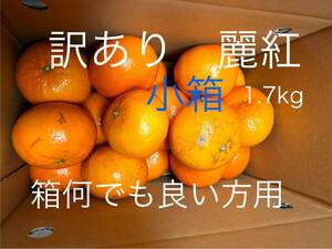 訳あり　麗紅 SS 1.7kg 小箱　超ミニ有田みかん　和歌山県産　せとか姉妹品種