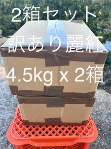 訳あり　麗紅 S-SS 4.5kgx2箱　同一配送先限定　せか姉妹品種