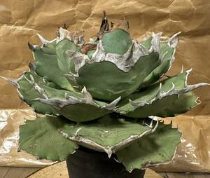 Agave Titanota ”寬葉嚴龍/OWL“ 標本株　子株付き　台湾産　アガベ　オテロイ　チタノタ　[Chill__Plants] チルプラ　