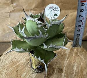 Agave Titanota ”鳳凰“ (02) 親株　子株2株付き　台湾産　アガベ　オテロイ　チタノタ　[Chill__Plants] チルプラ　