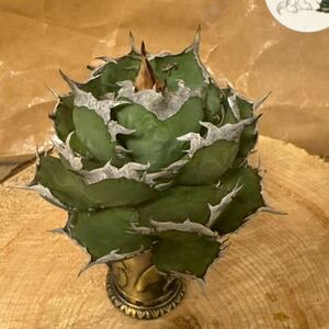 Agave Titanota ”WHITE HAWK/ホワイトホーク“　インドネシア産　アガベ　オテロイ　チタノタ　[Chill__Plants] チルプラ　