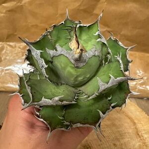 Agave Titanota ”WHITE HAWK/ホワイトホーク“(04) インドネシア産　アガベ　オテロイ　チタノタ　[Chill__Plants] チルプラ　