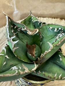 Agave Titanota “裏表激ブツブツ” 選抜血統　アガベ　オテロイ　チタノタ　[Chill__Plants] チルプラ　