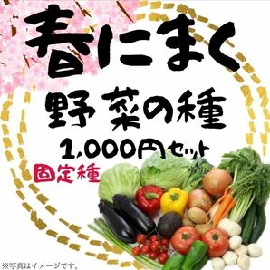 春にまく野菜の種　1,000円セット【2024年　春】