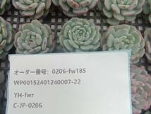 0206-fw185 ホワイトファット25個 ☆多肉植物　エケベリア　韓国_画像3