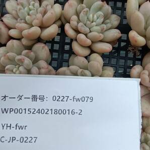 0227-fw079 ビルゲイツ25個 ☆多肉植物 エケベリア 韓国の画像3