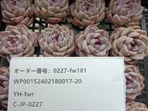 0227-fw181 レッドベルベット16個 ☆多肉植物　エケベリア　韓国_画像3
