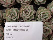 0227-fw440 ピンクチップス30個 ☆多肉植物　エケベリア　韓国_画像3