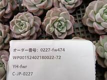 0227-fw474 ピンクスポット16個 ☆多肉植物　エケベリア　韓国_画像3