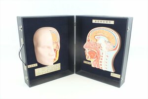 ☆ 湧永製薬 鼻腔解剖模型 中古 現状品 240207M4123