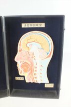 ☆ 湧永製薬 鼻腔解剖模型 中古 現状品 240207M4123_画像4