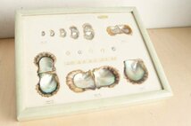 養殖真珠 成長標本 CULTURED PEARL　日本真珠貝生長状態　パール　貝　アコヤガイ　額装　額入り　レトロ　アンティーク　E16_画像1
