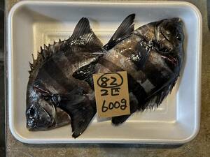 【和歌山産】 　活け〆石鯛　（2匹　600ｇ）　冷凍　刺身用　82