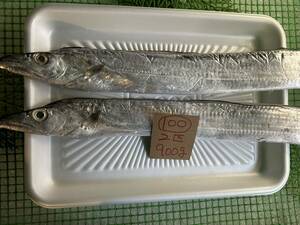 【2000円スタート】【和歌山産】　太刀魚　（2匹　900ｇ）　冷凍　